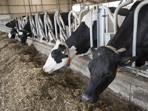 black and white cows feed on dried grass inside barn of farm in the netherlands