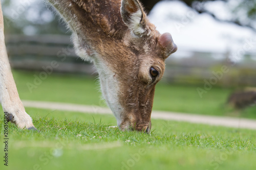 Fototapeta Naklejka Na Ścianę i Meble -  close-up photo of a male Fallow deer grazing on green grass