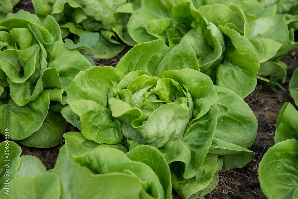 Fresh organic vegetables Fresh organic vegetables
