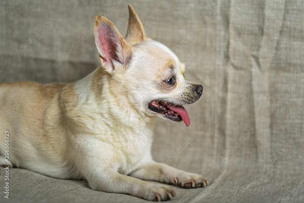 portrait of a chihuahua on a gray background portrait of a chihuahua on a gray background