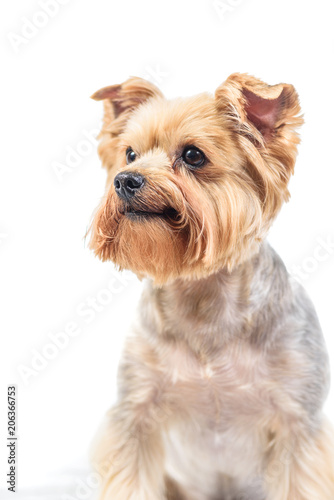 portrait of a yorkshire terrier isolated on white background