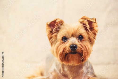 studio portrait of a Yorkshire terrier