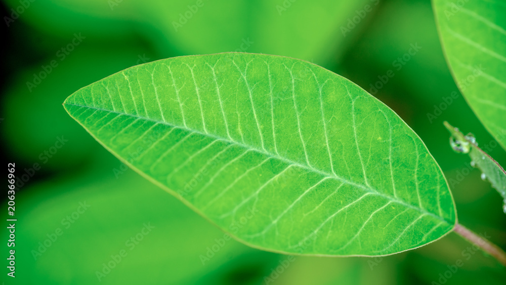 Fototapeta premium Green Leaf Texture