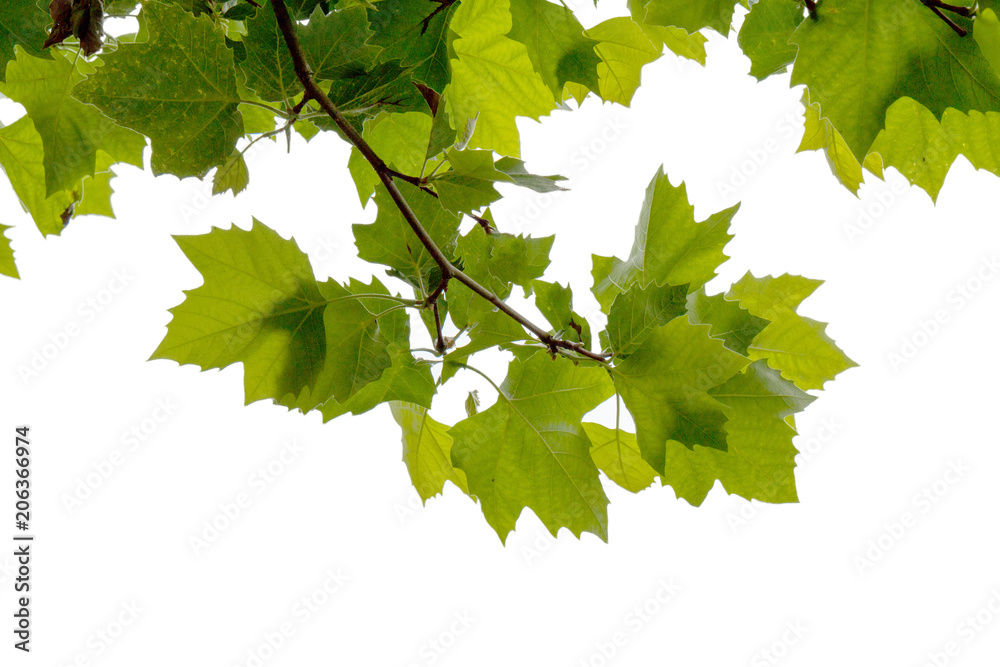 foliage isolated on the white background foliage isolated on the white background