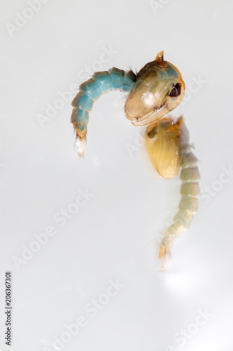 Anopheles sp. is a species of mosquito in the order Diptera, Anopheles sp. in the water for education. photo