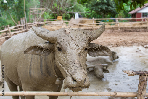 buffalo in farm at thailand