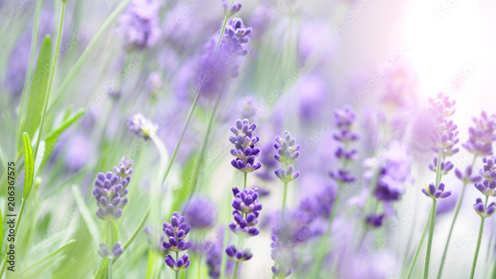 Obraz premium Lavender flower blooming with sunlight outdoor.