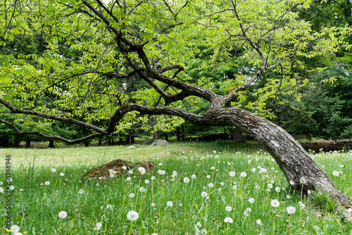 crooked oak in dandelion field photo