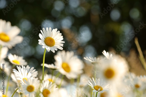 Daisies in the meadow in the morning 
