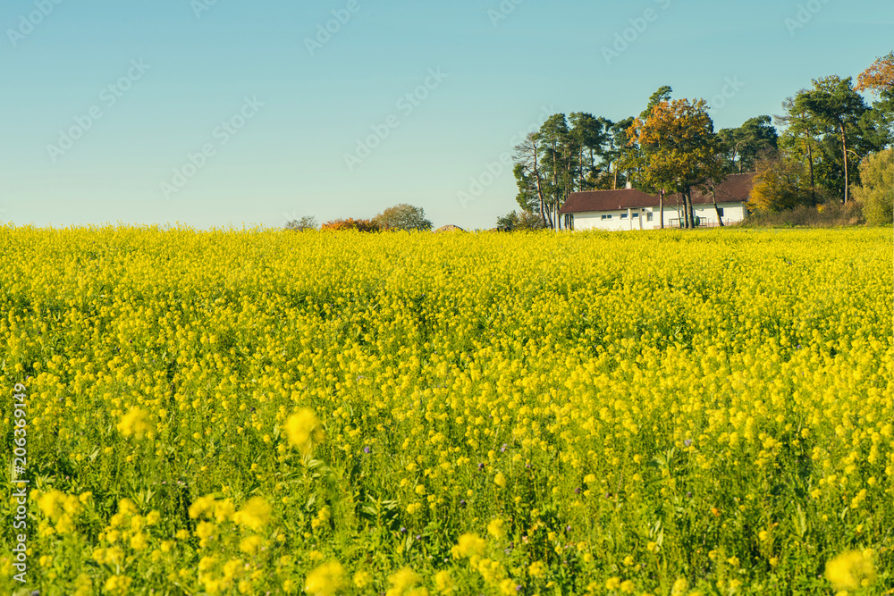 field with yellow flowers in the autumn time. Germany field with yellow flowers in the autumn time. Germany