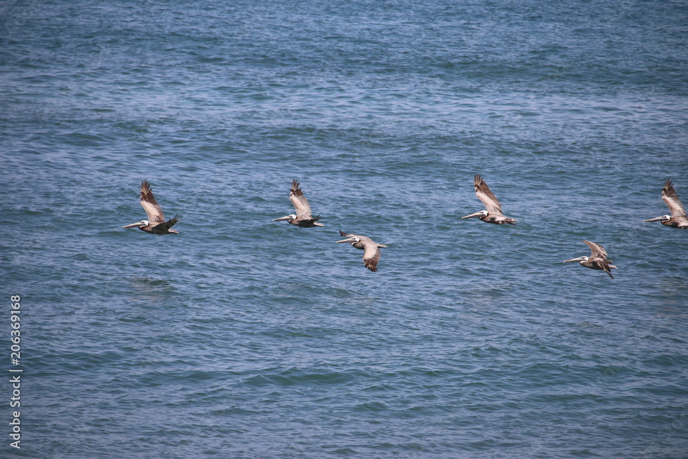 Flight of pelicans Nags Head OBX NC