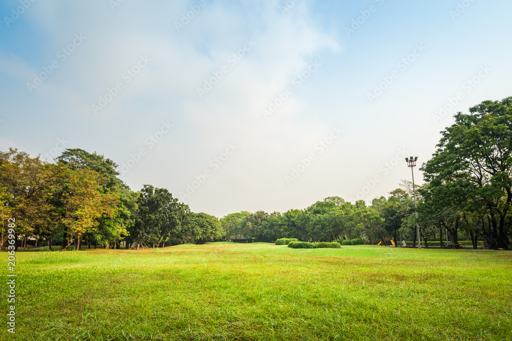 Green grass field with tree in Public Park Green grass field with tree in Public Park
