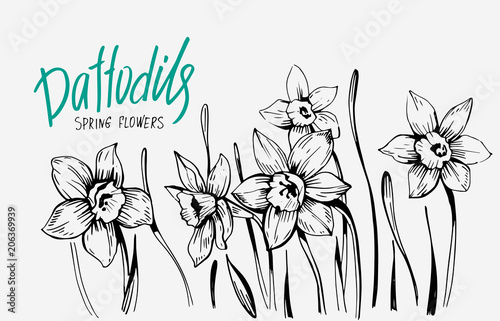 Fototapeta Naklejka Na Ścianę i Meble -  Daffodils hand drawn sketch. Spring flowers. Vector illustration