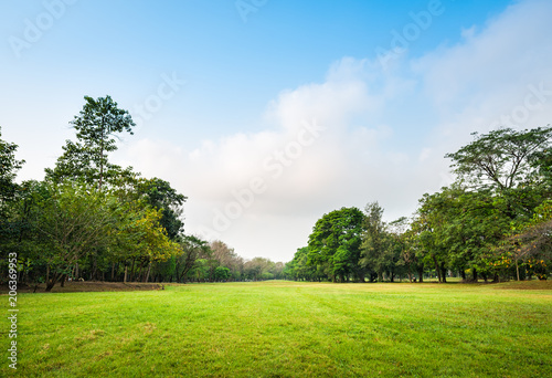 Fototapeta Naklejka Na Ścianę i Meble -  Green grass field with tree in Public Park