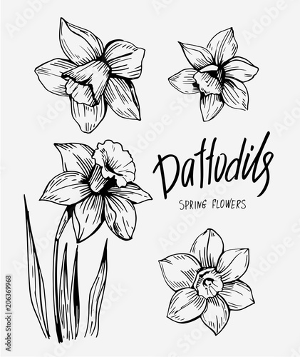 Daffodils hand drawn sketch. Spring flowers. Vector illustration