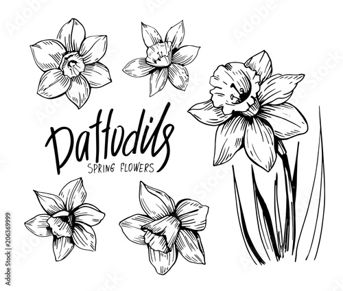 Fototapeta Naklejka Na Ścianę i Meble -  Daffodils hand drawn sketch. Spring flowers. Vector illustration