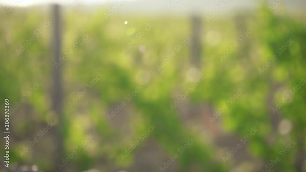 Slow motion vineyard on a blurred background and the camera moves down on a young vine with green leaves in the setting sun Slow motion vineyard on a blurred background and the camera moves down on a young vine with green leaves in the setting sun