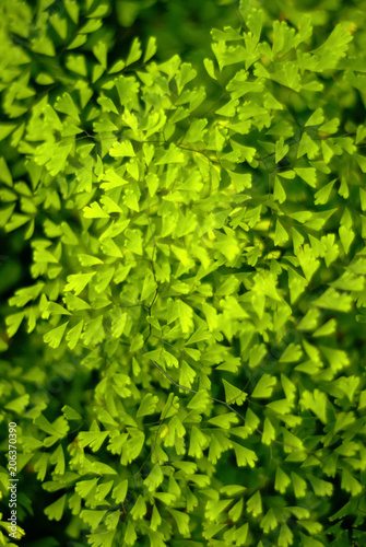 floral background - set of tiny bright green natural fern leaflets