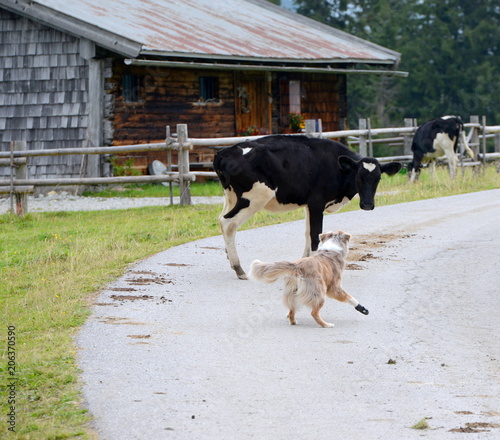 should I stay or should I go now? australian shepherd dog and a black and white cattle don't know how to deal with one another