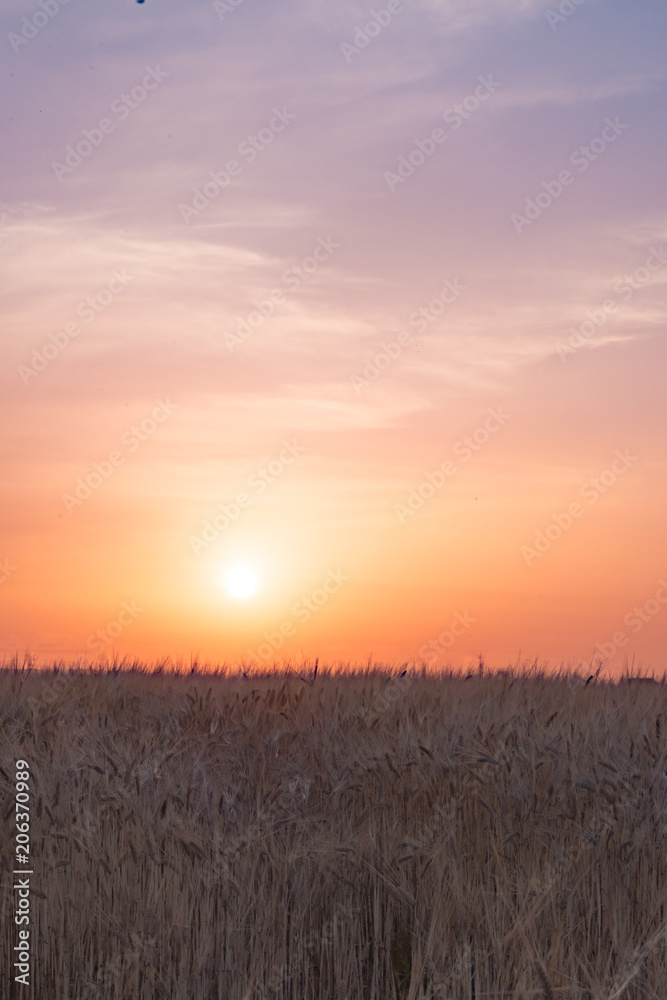 岡山市の収穫前の5月の麦畑に沈む夕日が美しい
