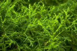 Blurred green abstract floral background of natural twigs of tropical plants with tiny leaves, reminiscent of asparagus or algae