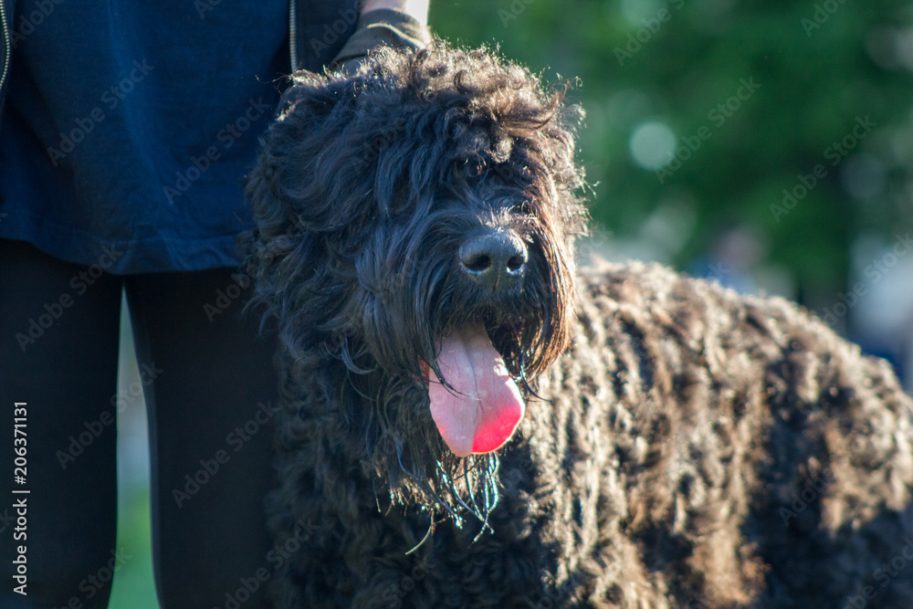 Muzzle of a big black dog with tongue, Sunny summer day