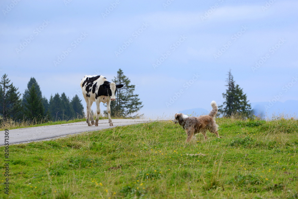 Fototapeta premium can we play? Young cow and shepherd dog don`know how to deal with one another