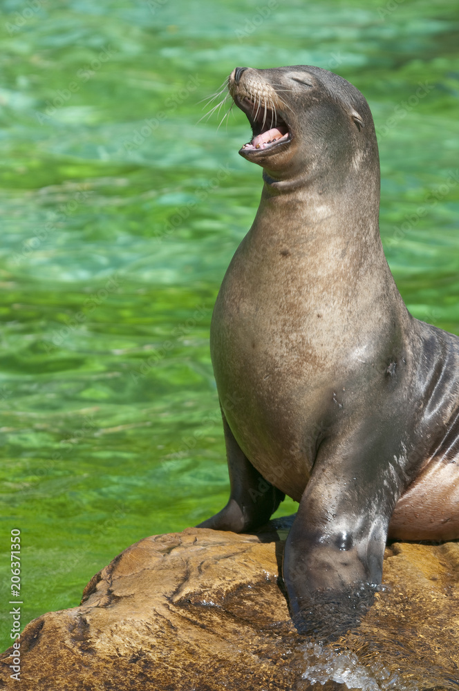 Naklejka premium junge Robbe