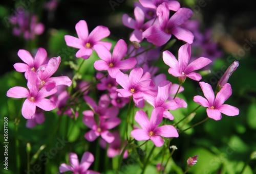 Pink flowers of pink-sorrel or windowbox wood-sorrel (Oxalis articulata Savigny)