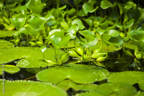 brightly lit by the sun leaves of lotuses and water hyacinths on the water surface of the pond