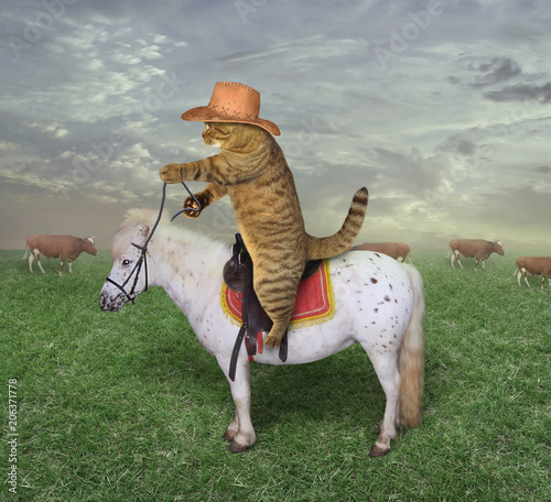 The cat cowboy on a horse grazes his cows.