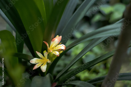 beautiful orange flowers of a clivia closeup on a blurred green floral background