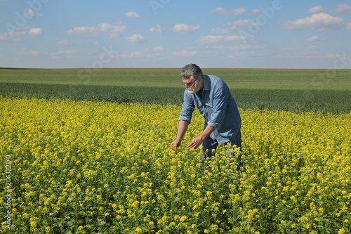 Agronomist or farmer examining blossoming canola field, rapeseed plant, early spring