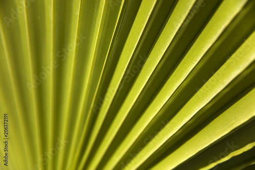 Green palm leaf