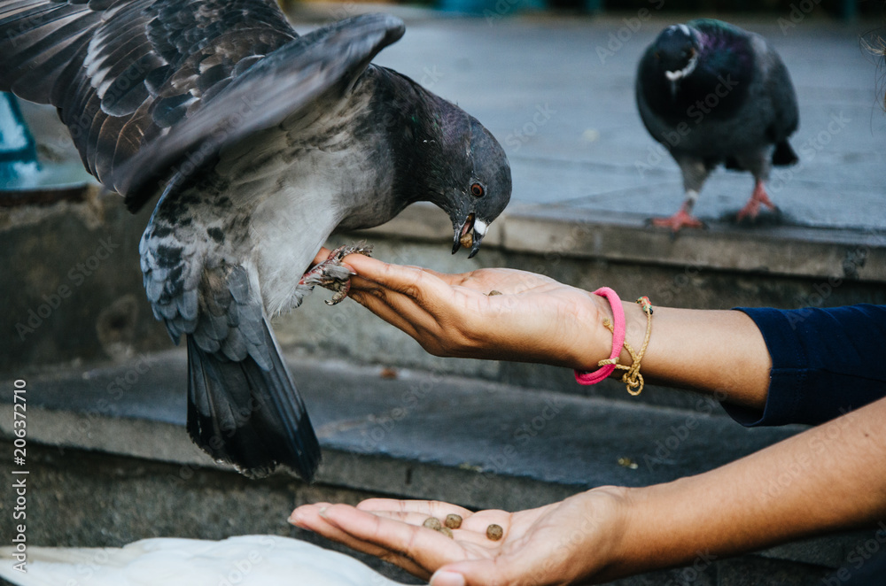 Fototapeta premium A smiling woman feeding a pigeon from her hand