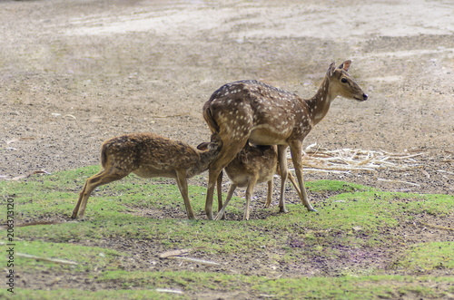 Mother deer feeding baby deers © Sumstock
