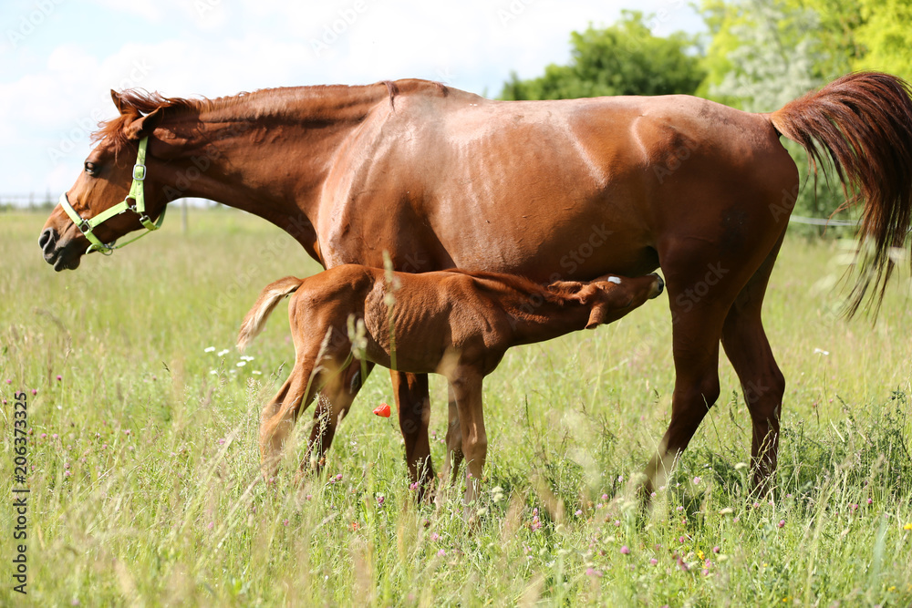 Summer landscape with one weeks old little foal Summer landscape with one weeks old little foal