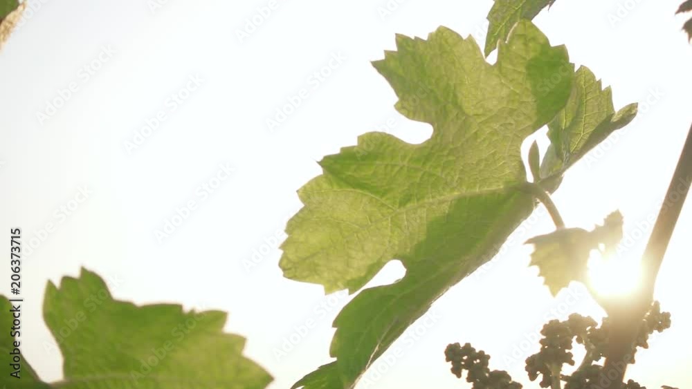 Slow motion a young vine with immature green bunches of grapes in the sunlight Slow motion a young vine with immature green bunches of grapes in the sunlight