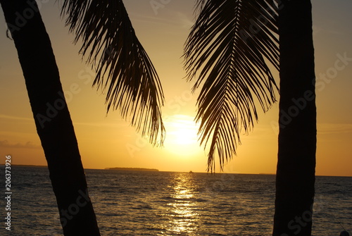 Palm Tree Sunset