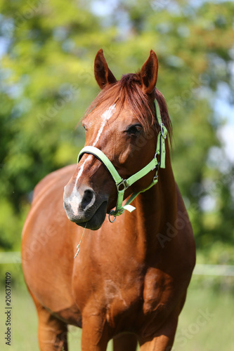 Portrait closeup of a young mare rural scene