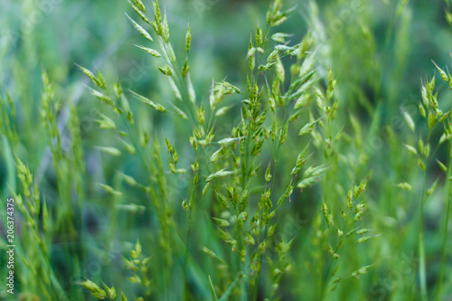 Ornamental grass seed heads. Green grass on a meadow close up