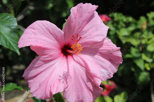 BRIGHT PINK HIBISCUS BLOOMS