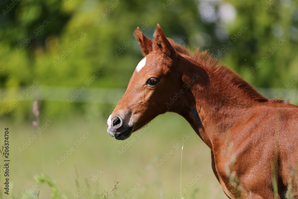 Such a cute little foal portrait Such a cute little foal portrait