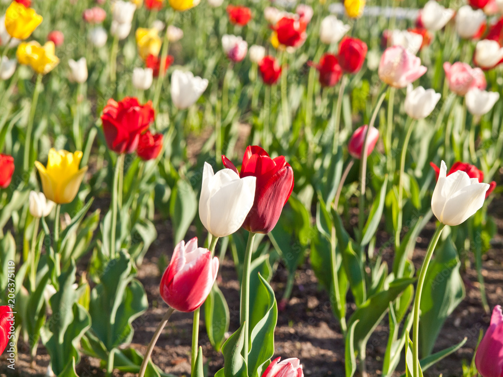 Tulips flowers