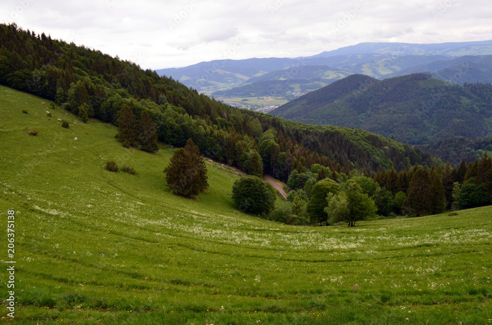 Obraz premium Schwarzwaldlandschaft im Frühling