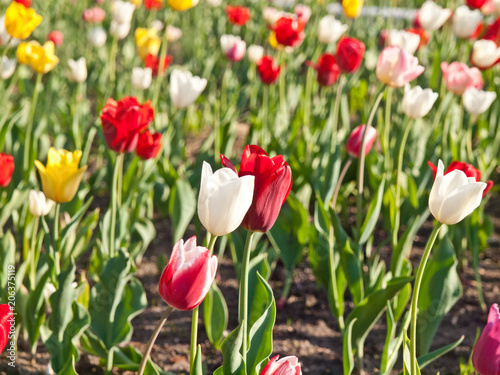 Tulips flowers