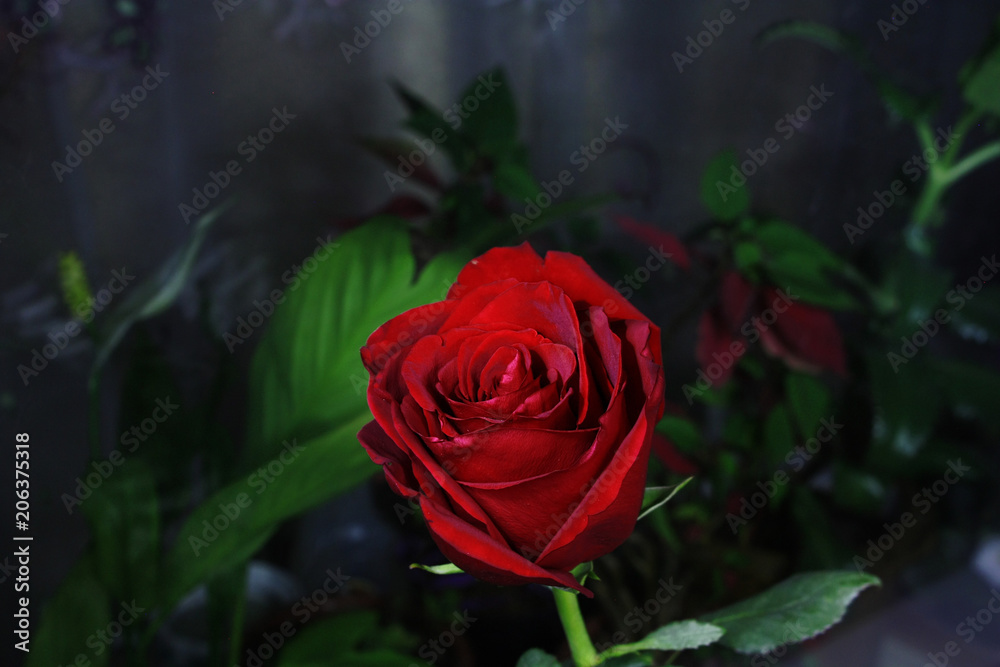red rose on a background of plants red rose on a background of plants