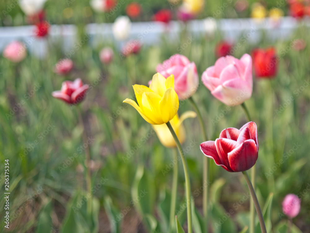 Spring Tulips flowers