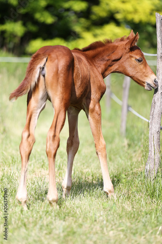 Newborn foal playing on summer meadow
