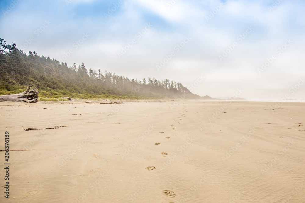 Footprints in the sand